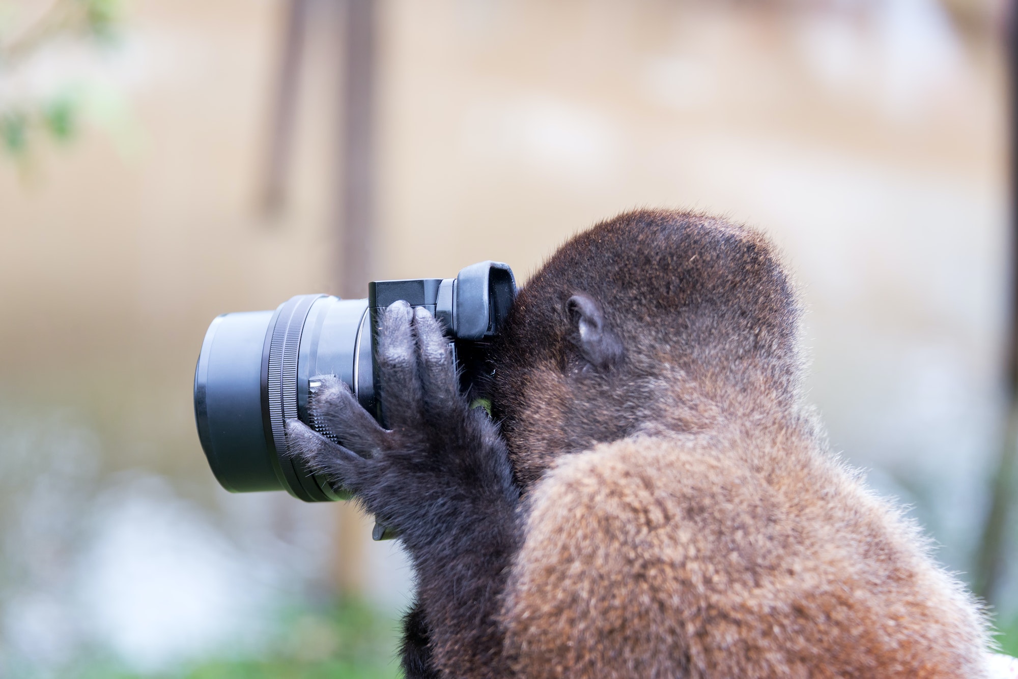 Monkey Taking a Picture