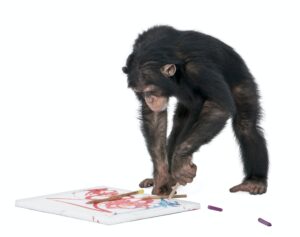 Chimpanzee drawing on a canvas - Simia troglodytes (5 years old)