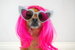 Creative dog wearing pink wig and heart sunglasses
