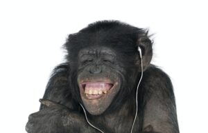 Monkey listening music